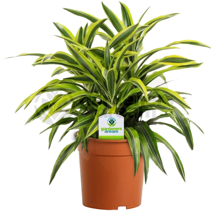 247plants2944084