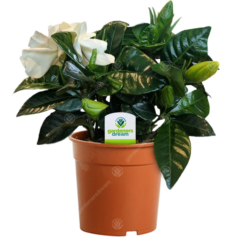 247plants2944102