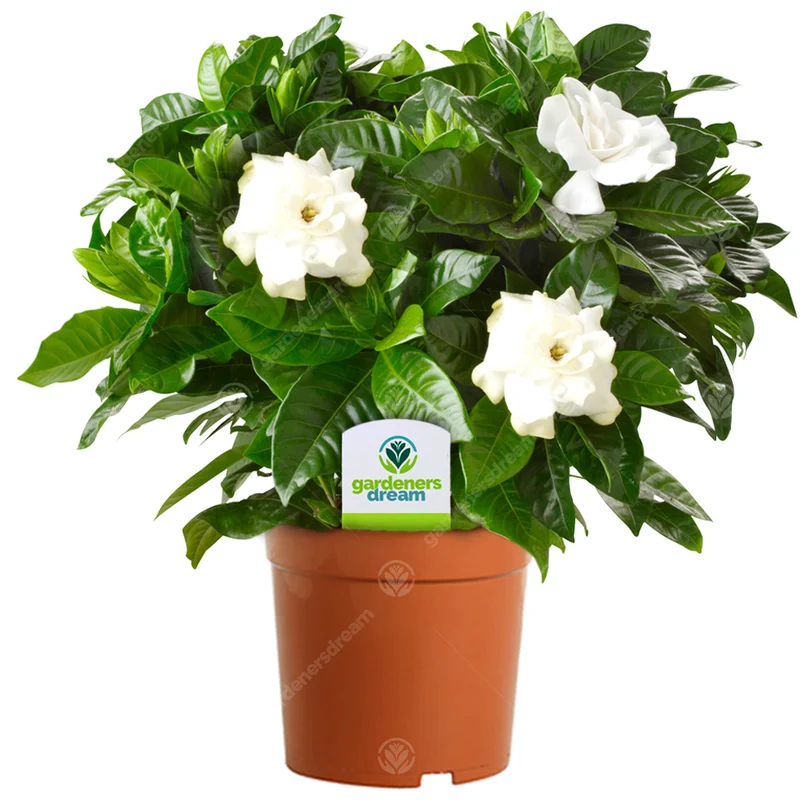 247plants2944139