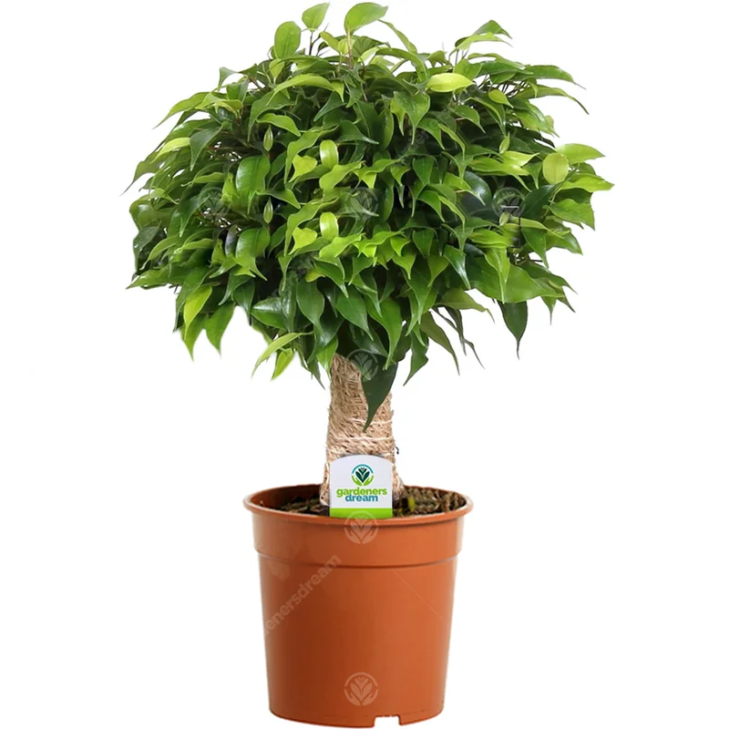247plants2944187