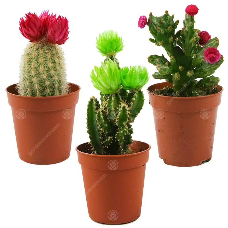 247plants2944321