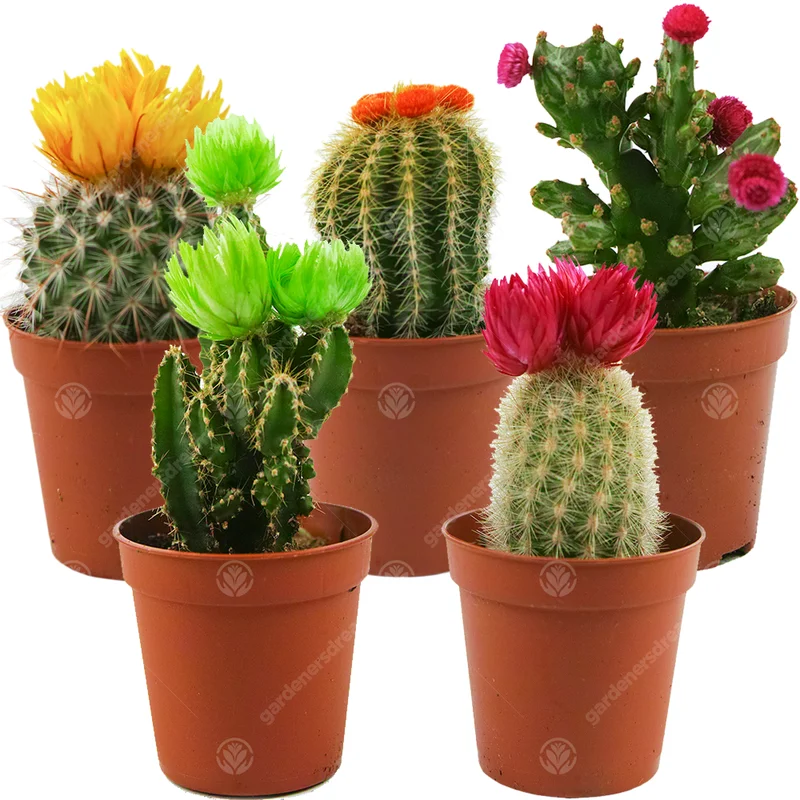 247plants2944366