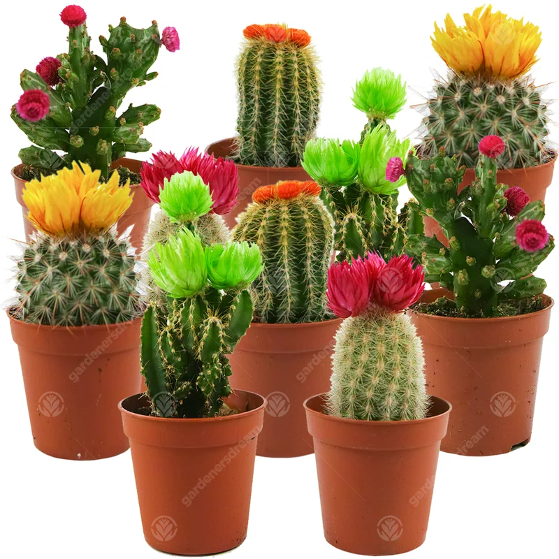 247plants2944407