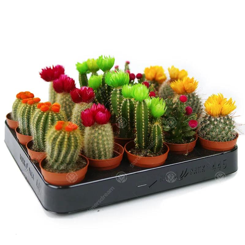 247plants2944440