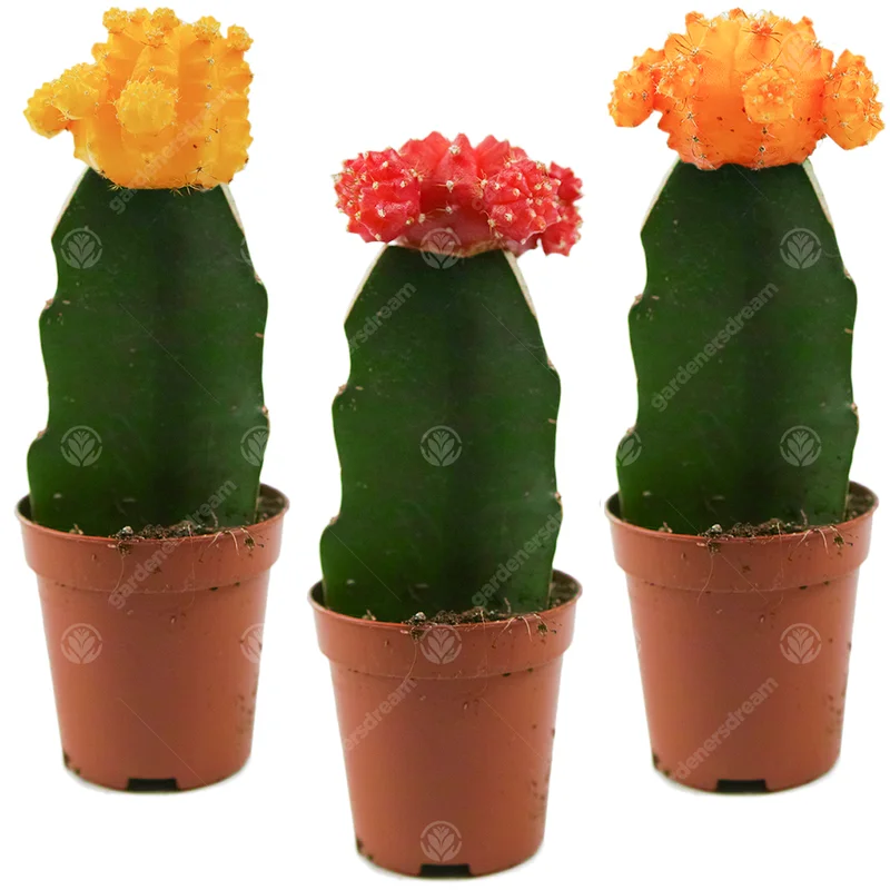 247plants2944481