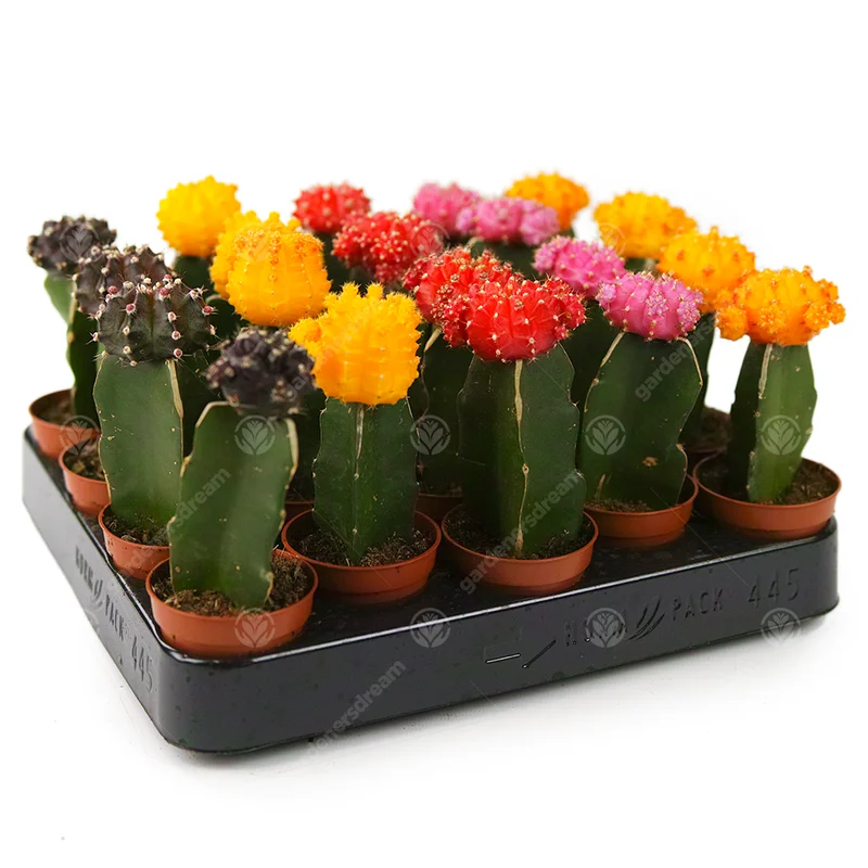 247plants2944525