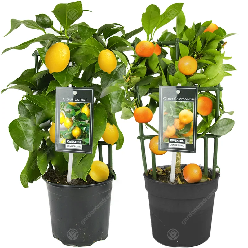 247plants2944578