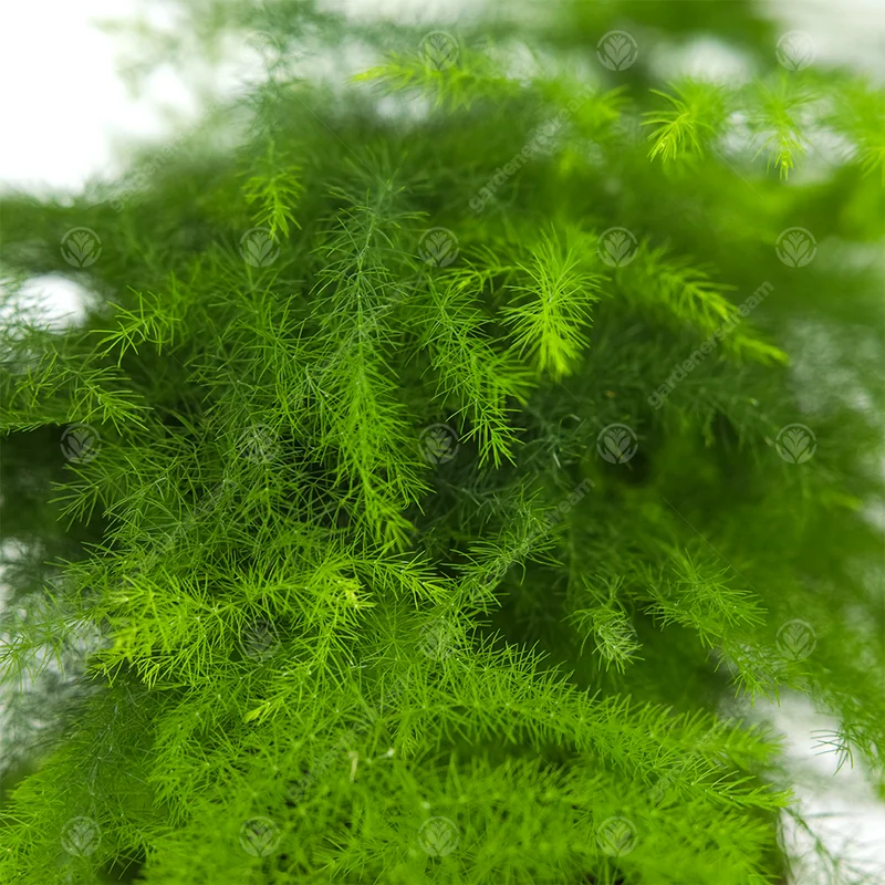 247plants2944613