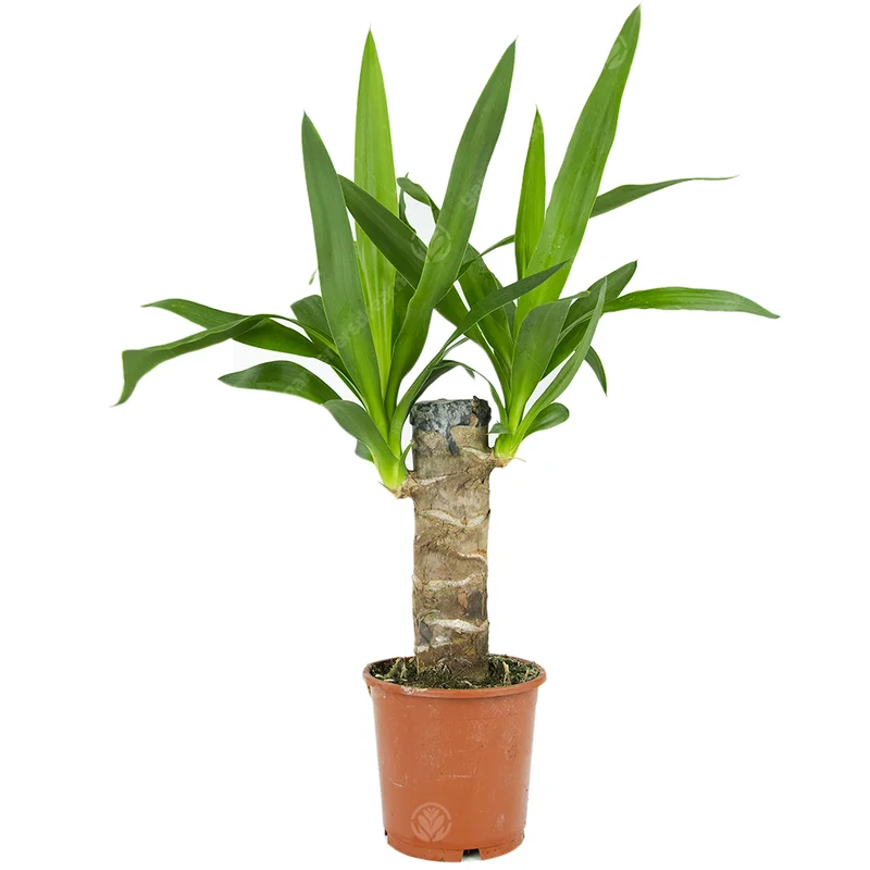 247plants2944631
