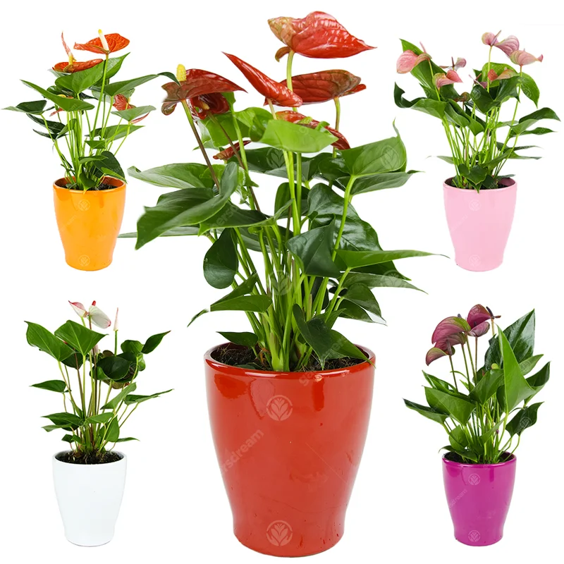 247plants2944649