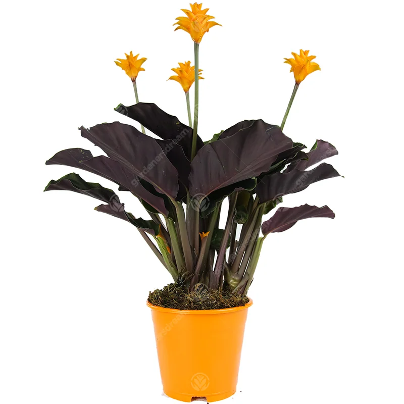 247plants2944675