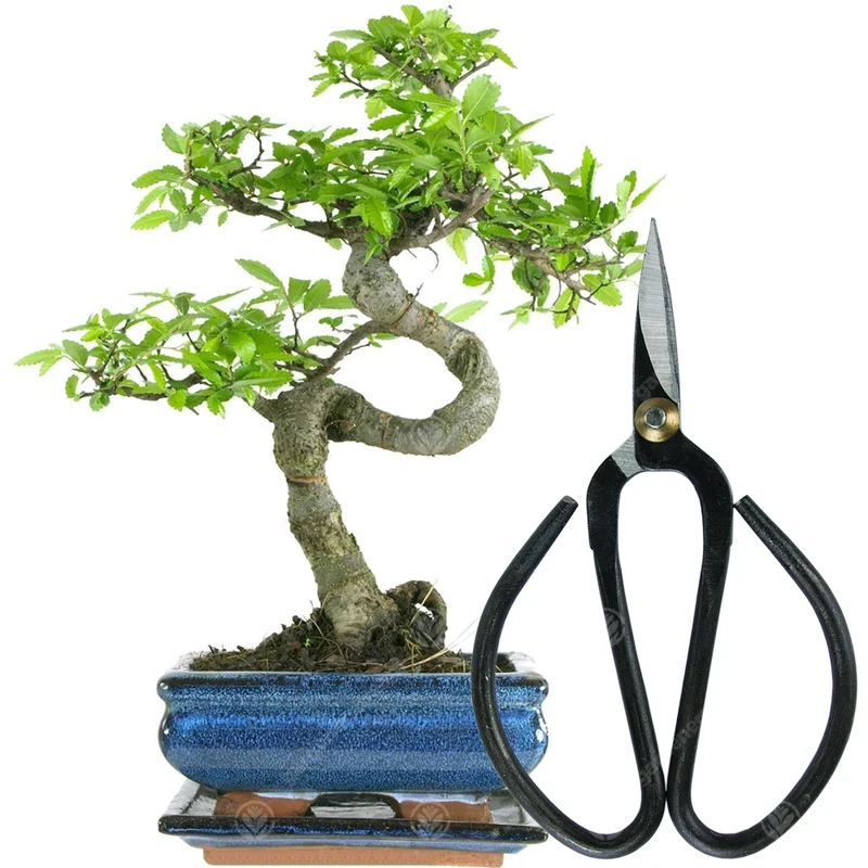 247plants2944765