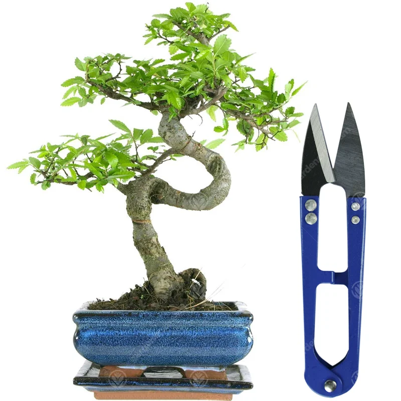 247plants2944795