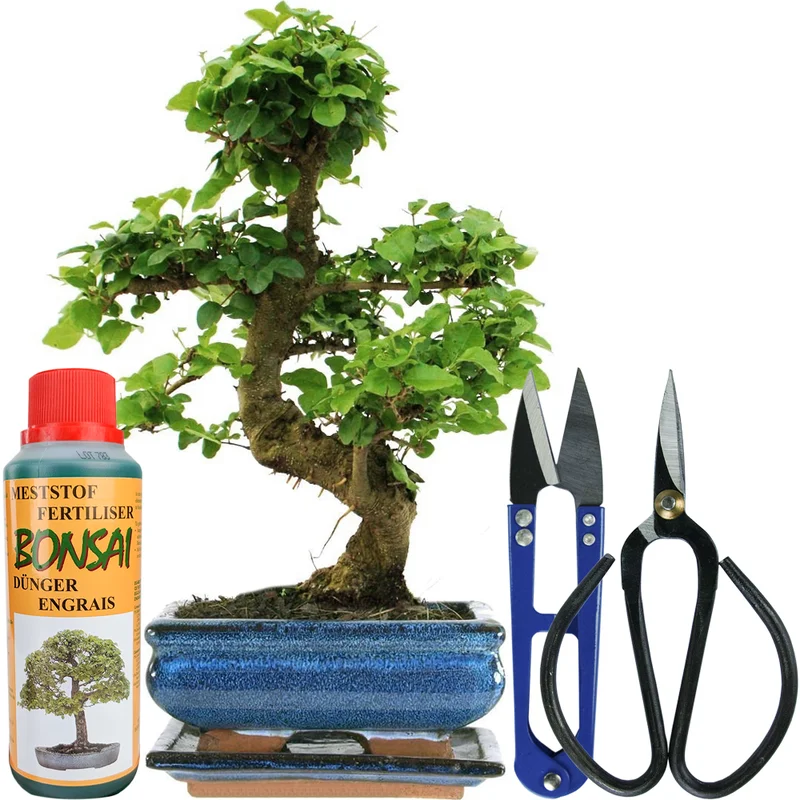247plants2944946