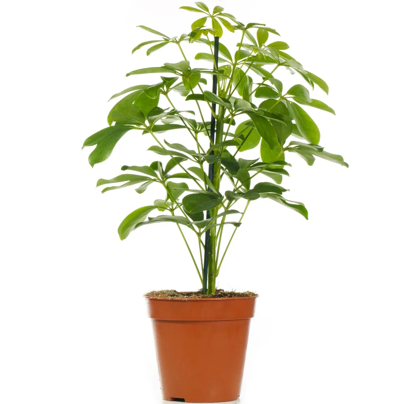 247plants2944969