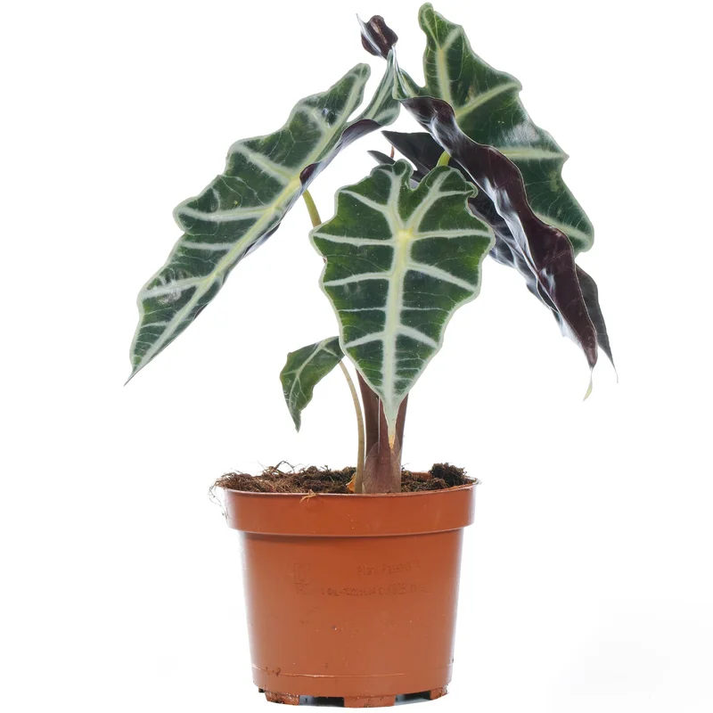 247plants2944982