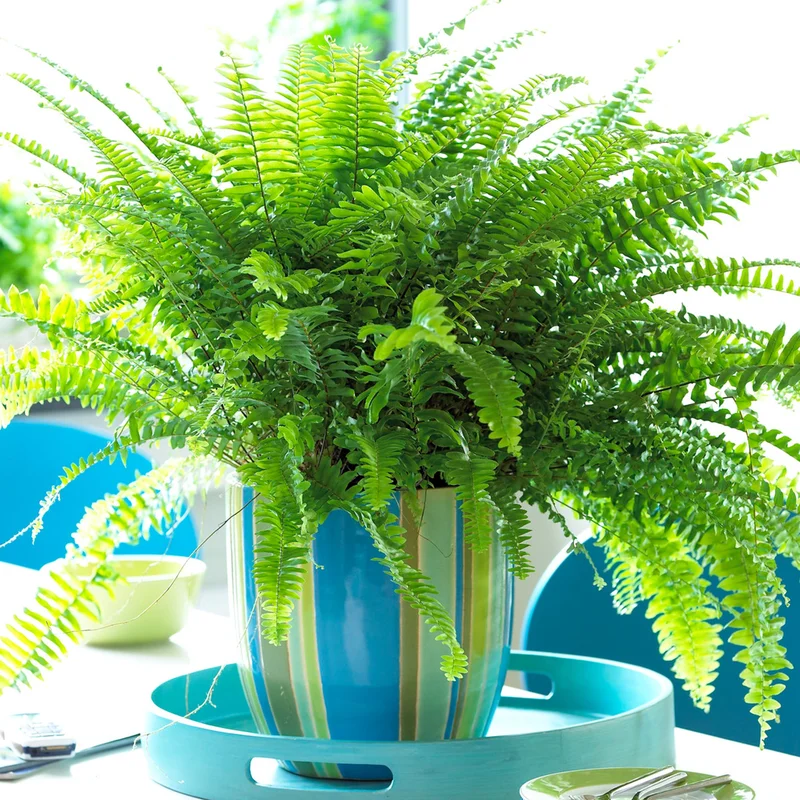 247plants2945036