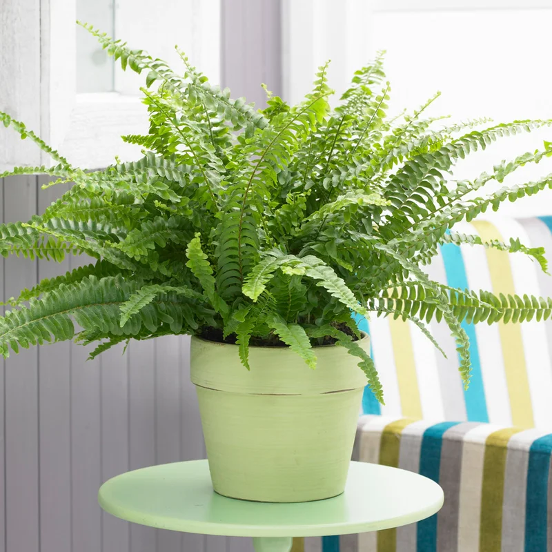 247plants2945062