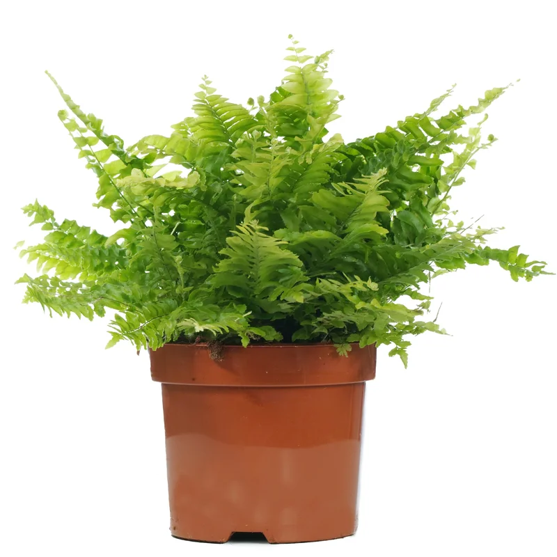 247plants2945128