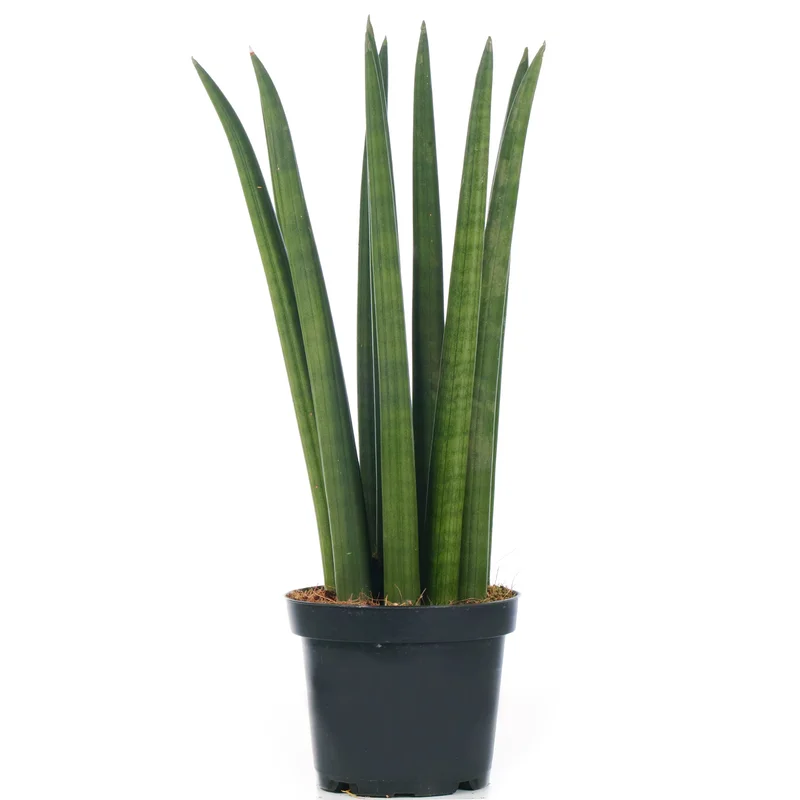 247plants2945147