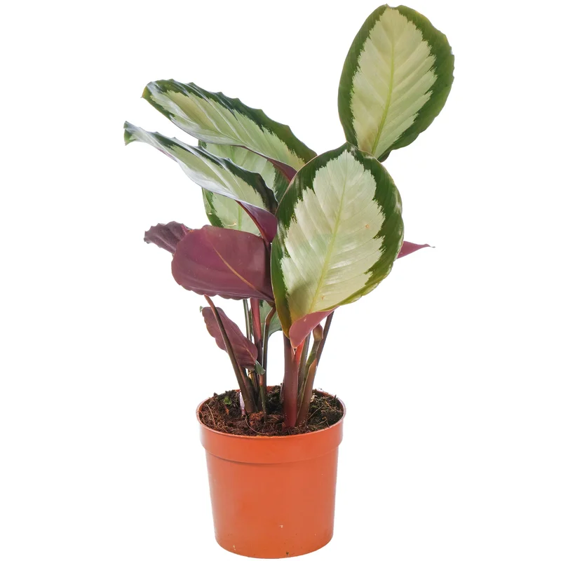247plants2945180