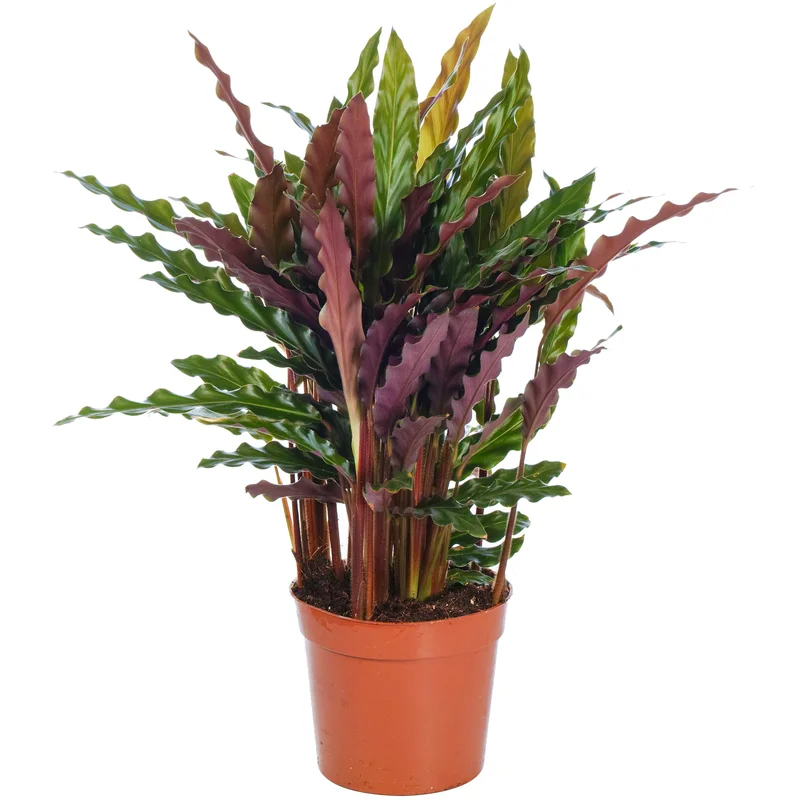 247plants2945197