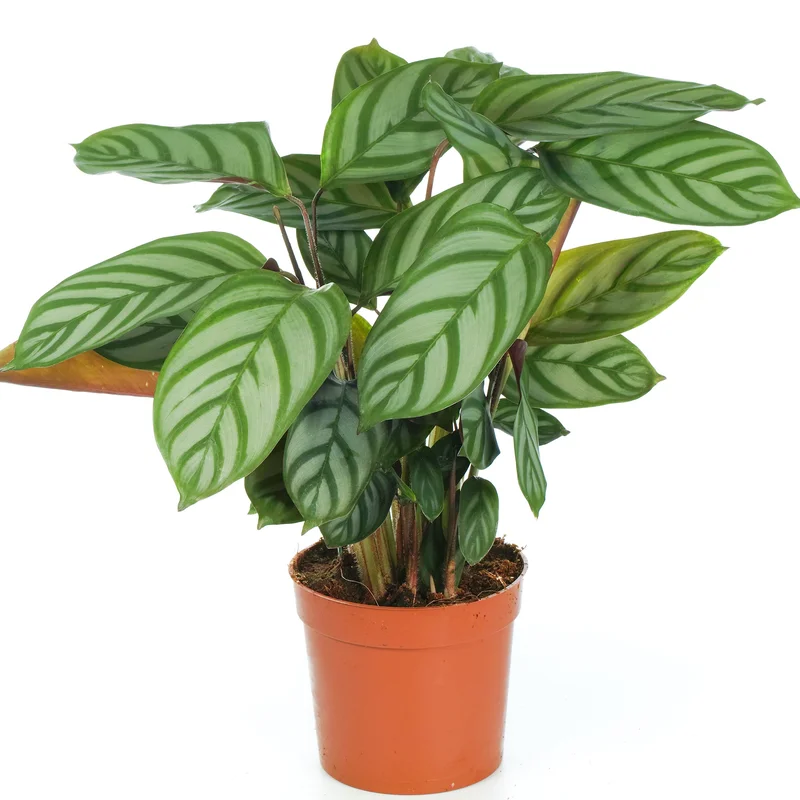 247plants2945258