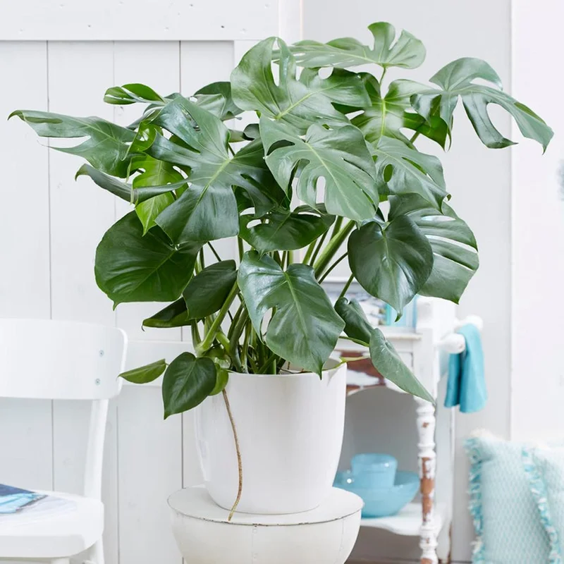 247plants2945278