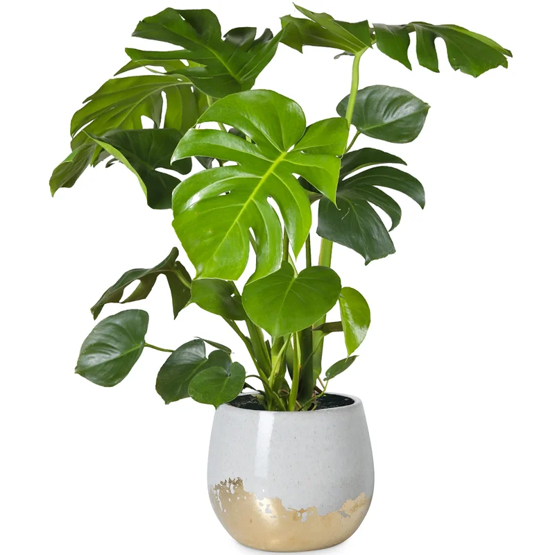 247plants2945321
