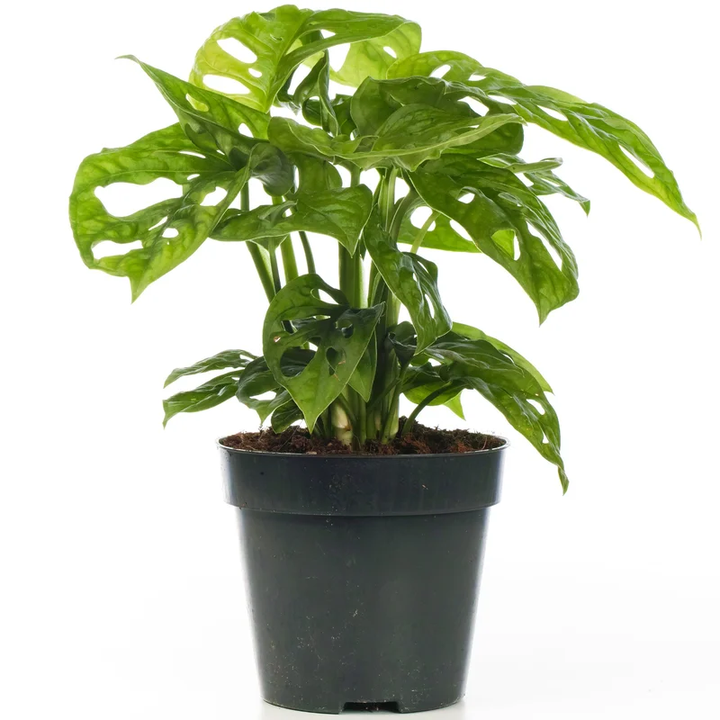 247plants2945341