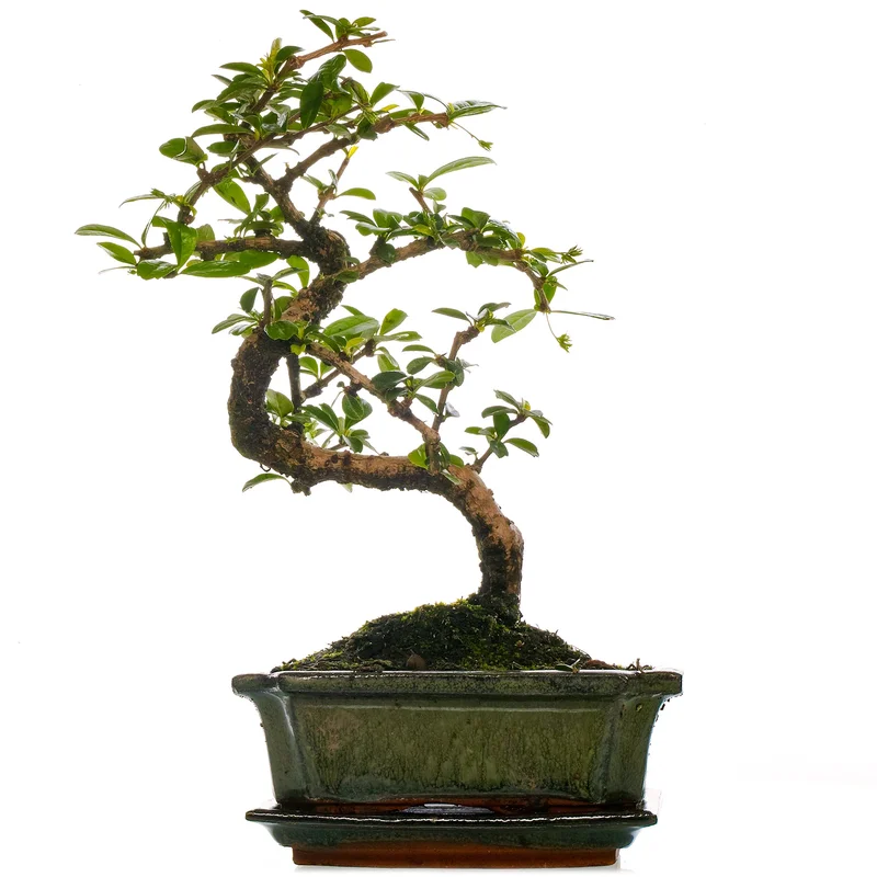 247plants2945357