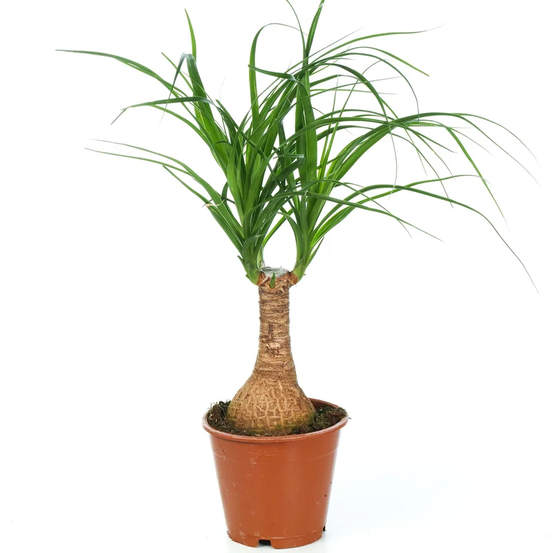 247plants2945375