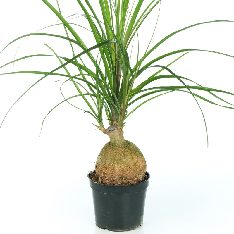 247plants2945392
