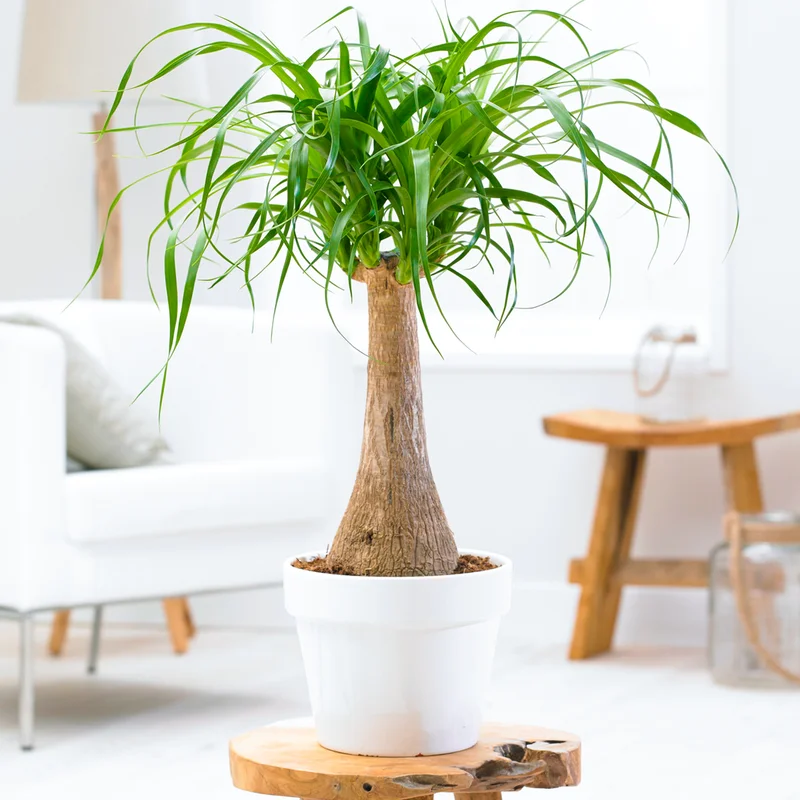 247plants2945463