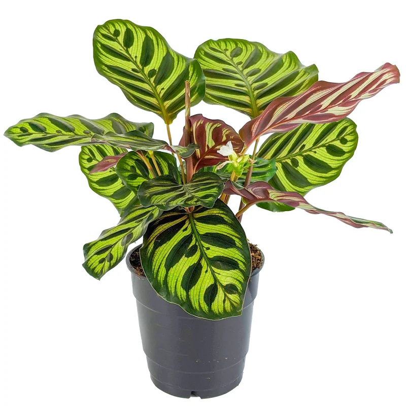 247plants2945497