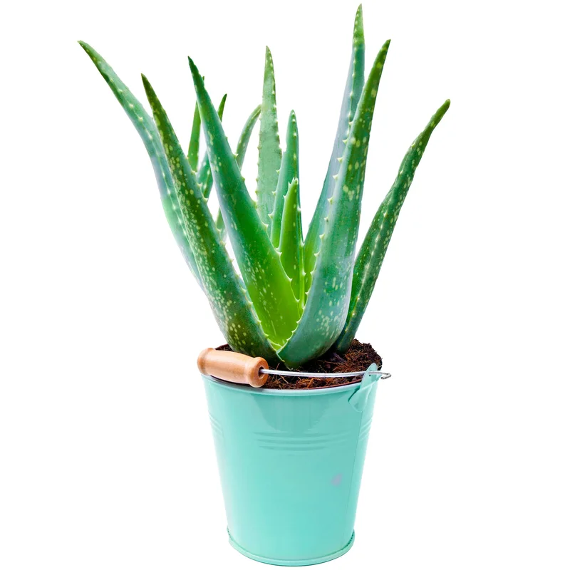 247plants2945520