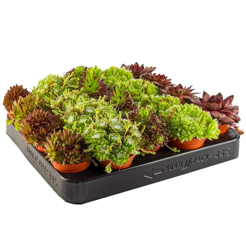 247plants2945575
