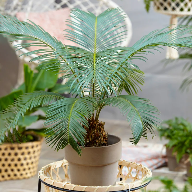 247plants2945612