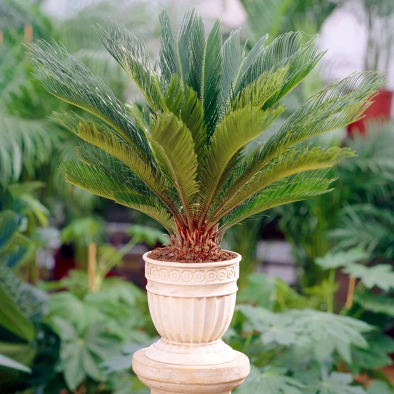 247plants2945670