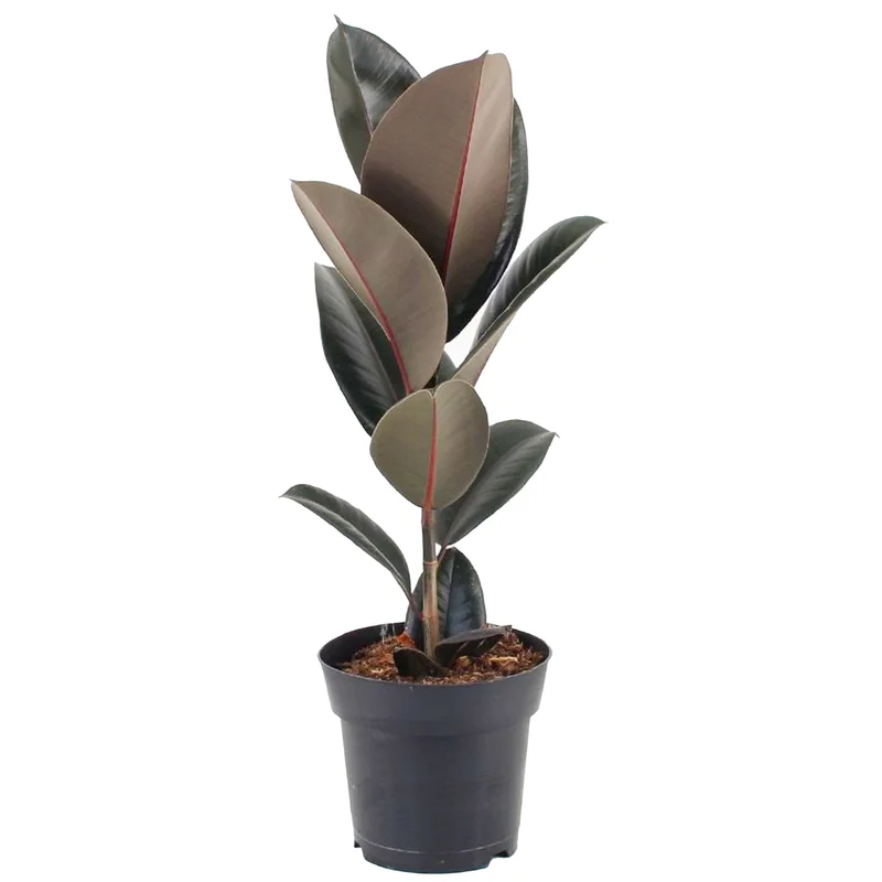 247plants2945701