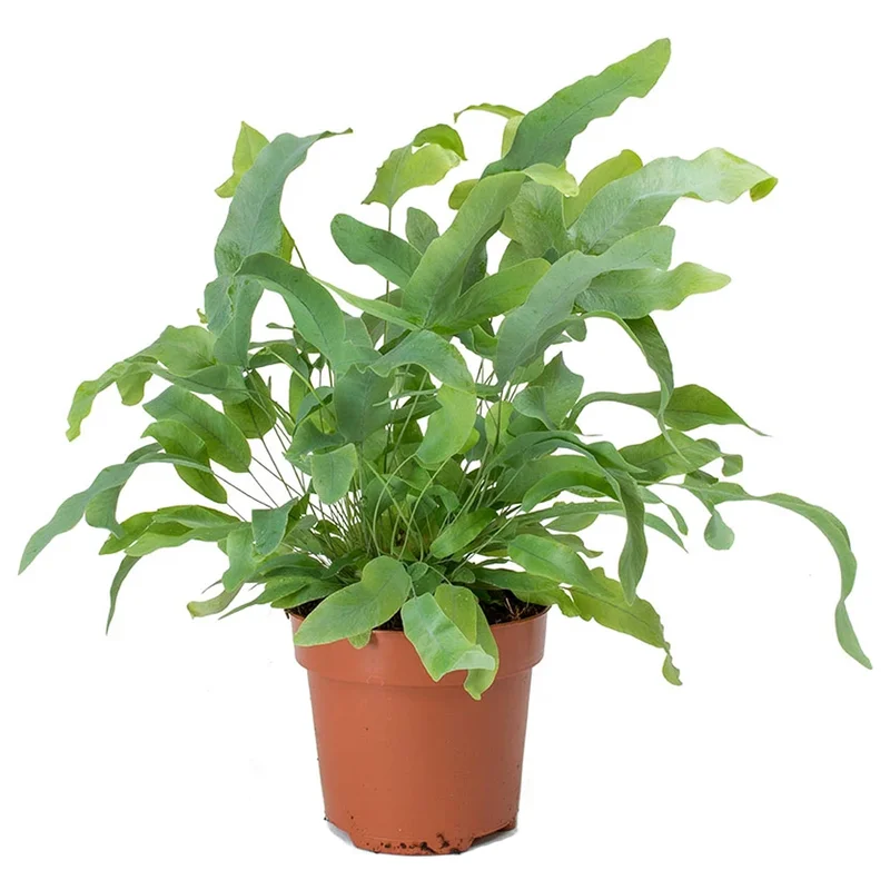 247plants2945765