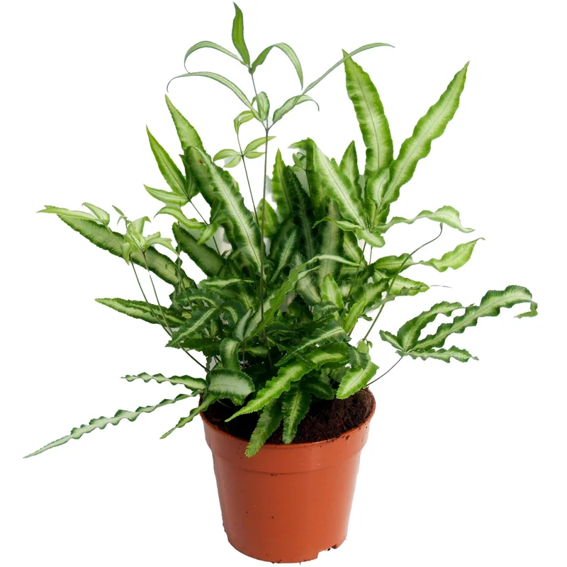247plants2945803