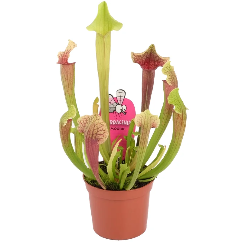 247plants2945850