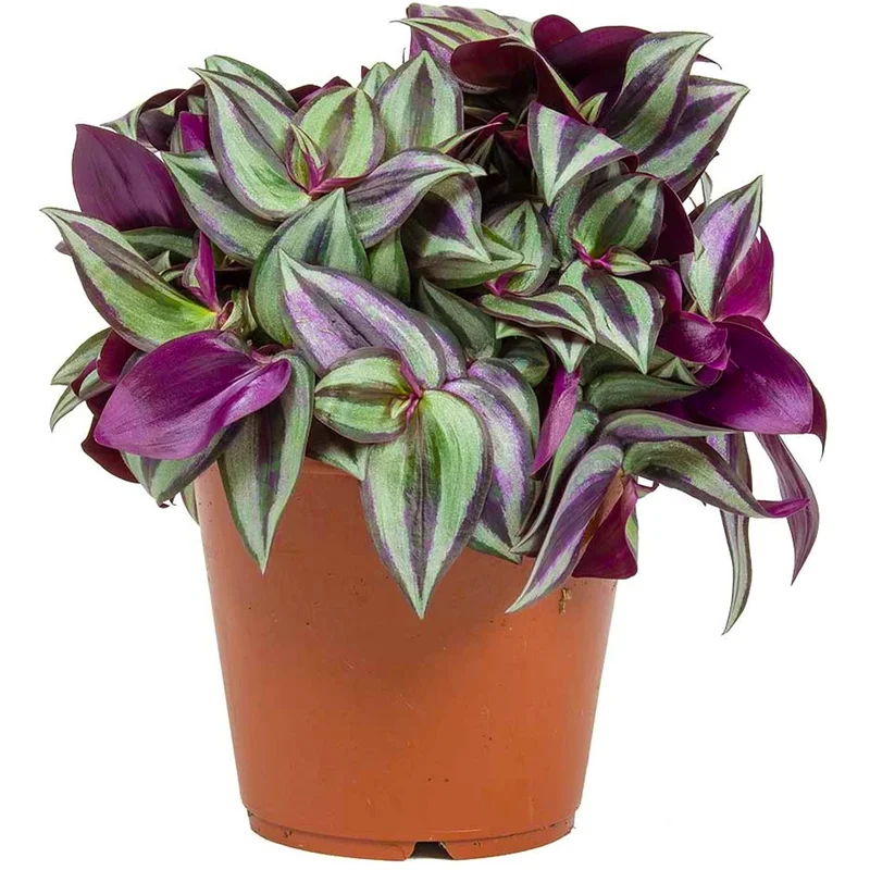 247plants2945910
