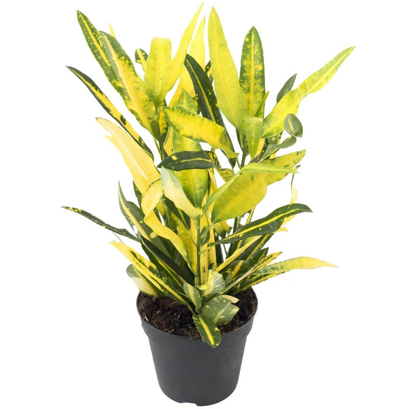 247plants2945928