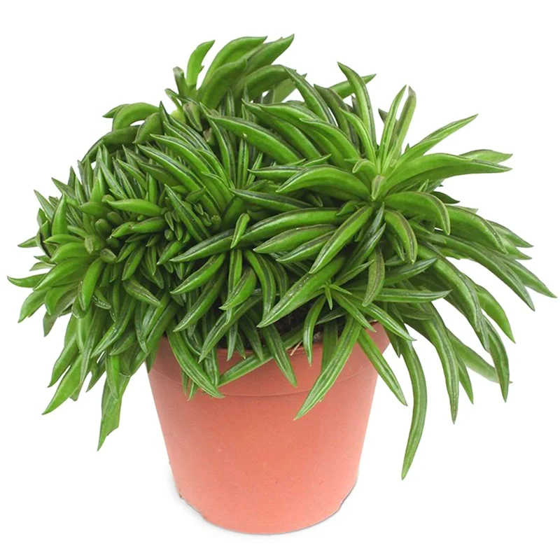 247plants2945950