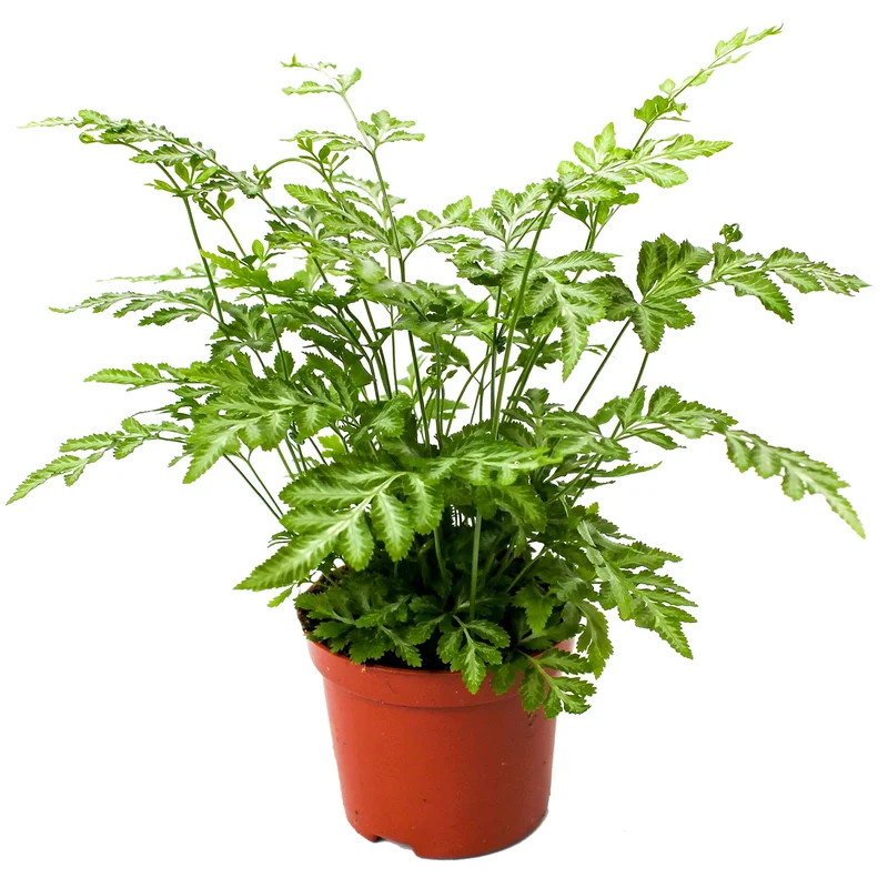 247plants2945970