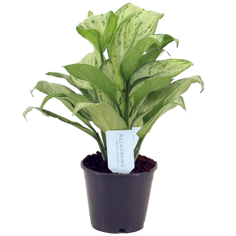 247plants2945995