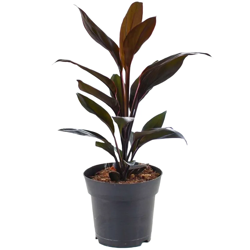 247plants2946036