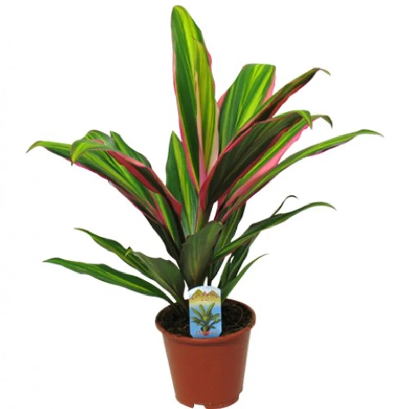 247plants2946055